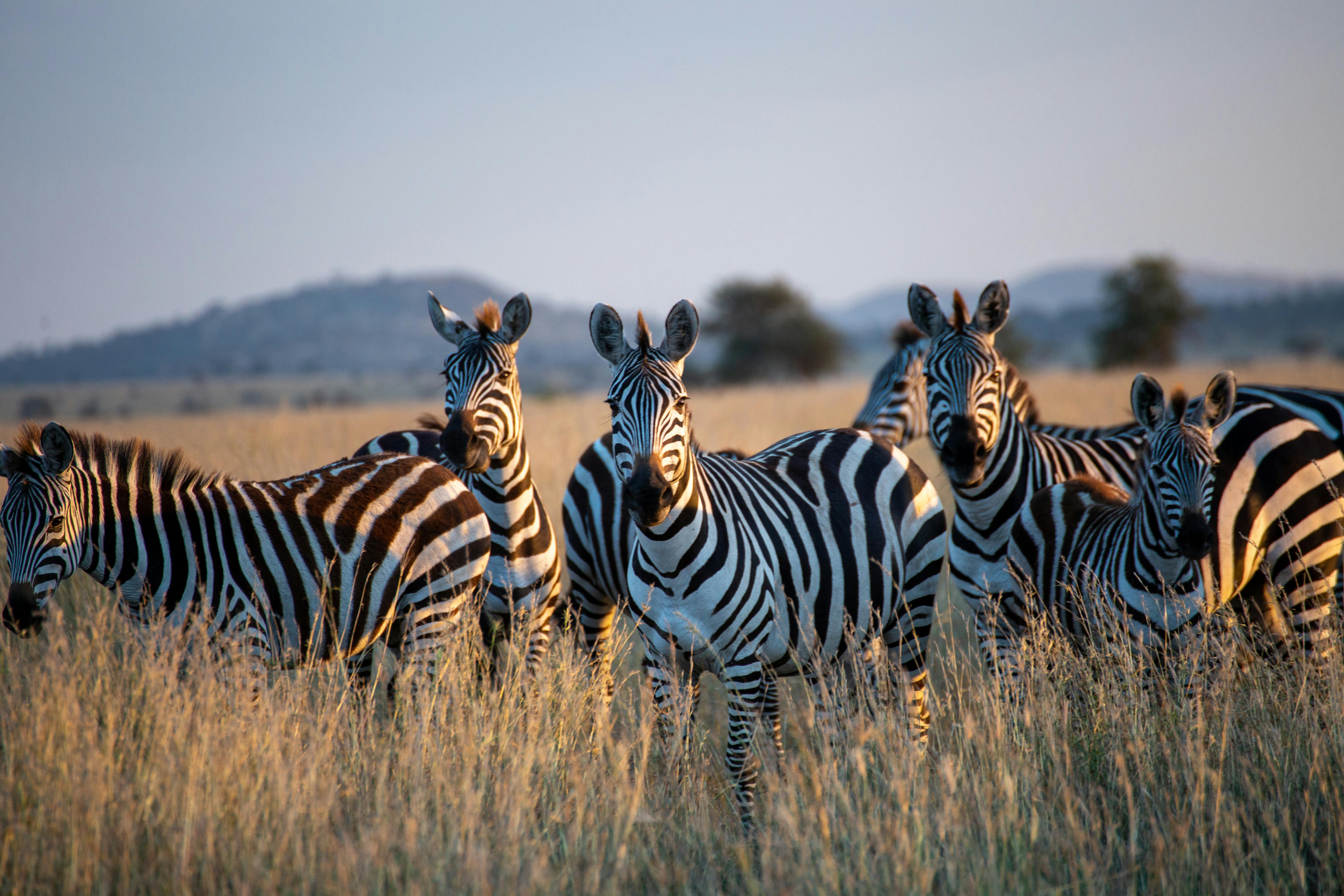 About Besh African Adventures team and philosophy